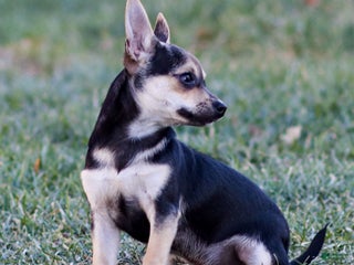 Chihuahua dogs Phoenix - Ad 32