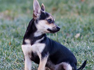 Chihuahua dogs Phoenix - Ad 38