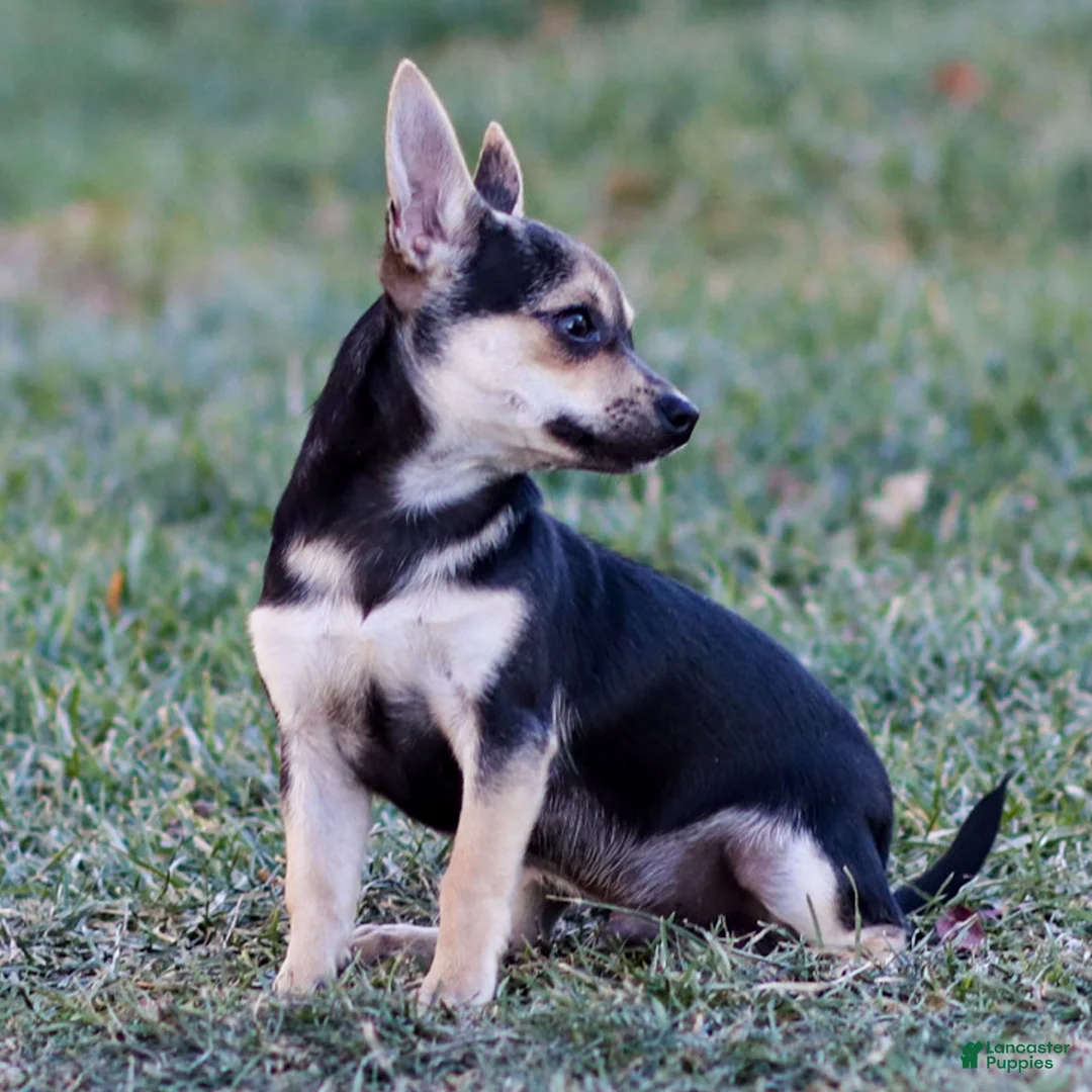 Chihuahua dogs for sale: Phoenix - Ad 7