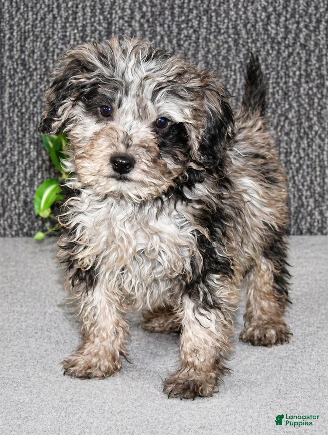 Mixed Breed dogs for sale: Tater - Ad 1