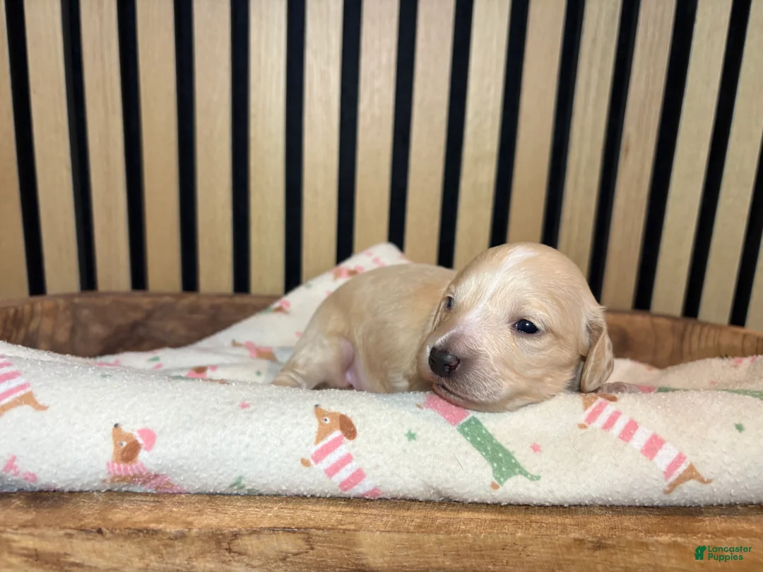 Miniature Dachshund dogs for sale: Aspen - Ad 2