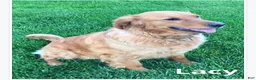 Golden Retriever dogs for sale: Lacy - Ad 6