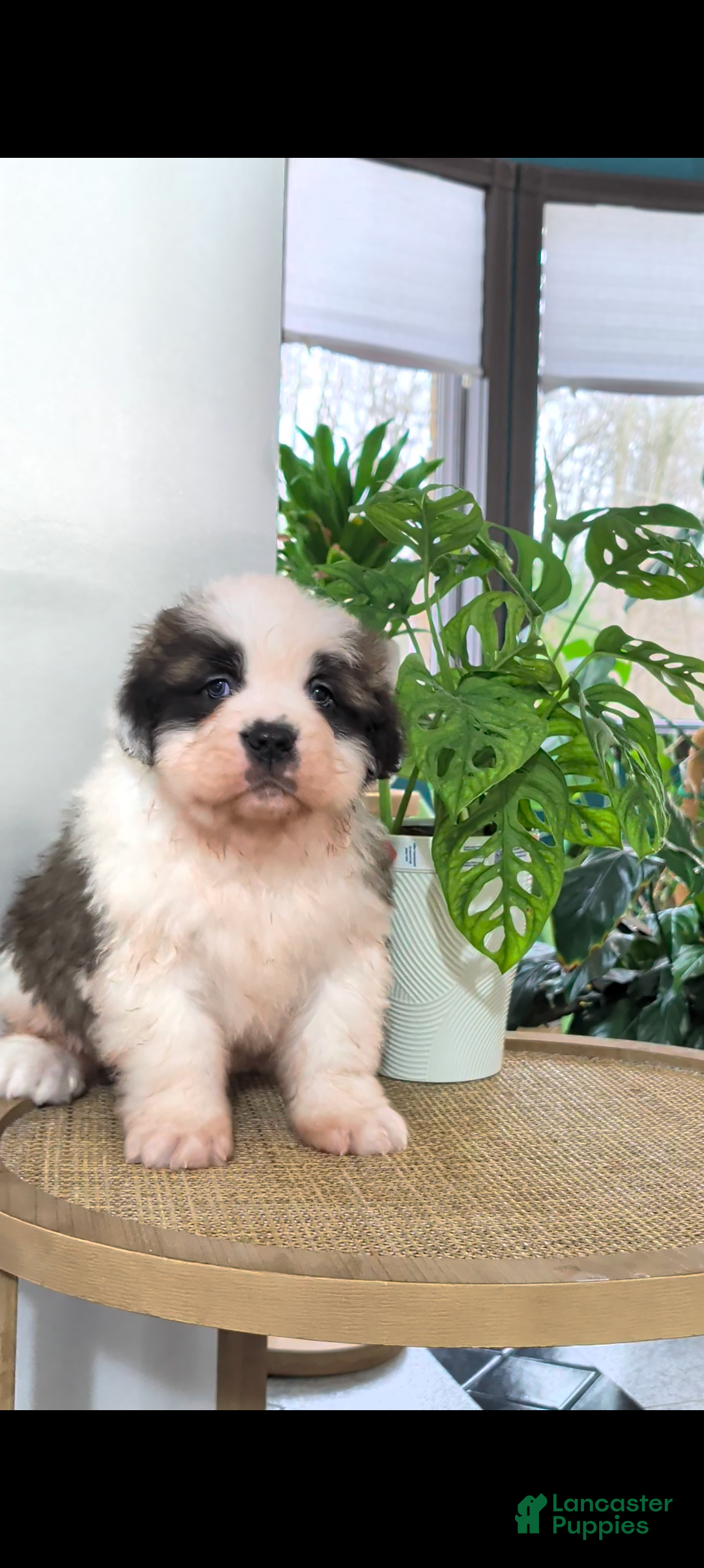 Saint Bernard dogs Bingo - Ad 2