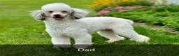 Mini Bernedoodle dogs for sale: Dixie - Ad 9