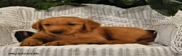 Golden Retriever dogs for sale: Bradley - Ad 4