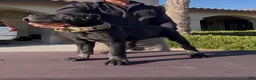 Cane Corso dogs for sale: Cane Corso 2 - Ad 7
