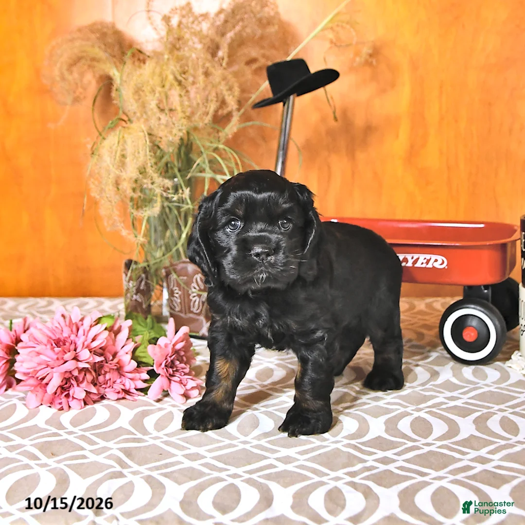 Cocker Spaniel dogs for sale: Rodney - Ad 2