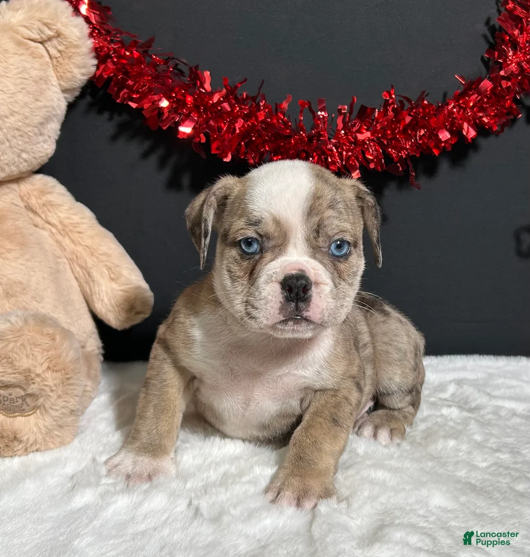 Beabull dogs for sale: Violet - Ad 5