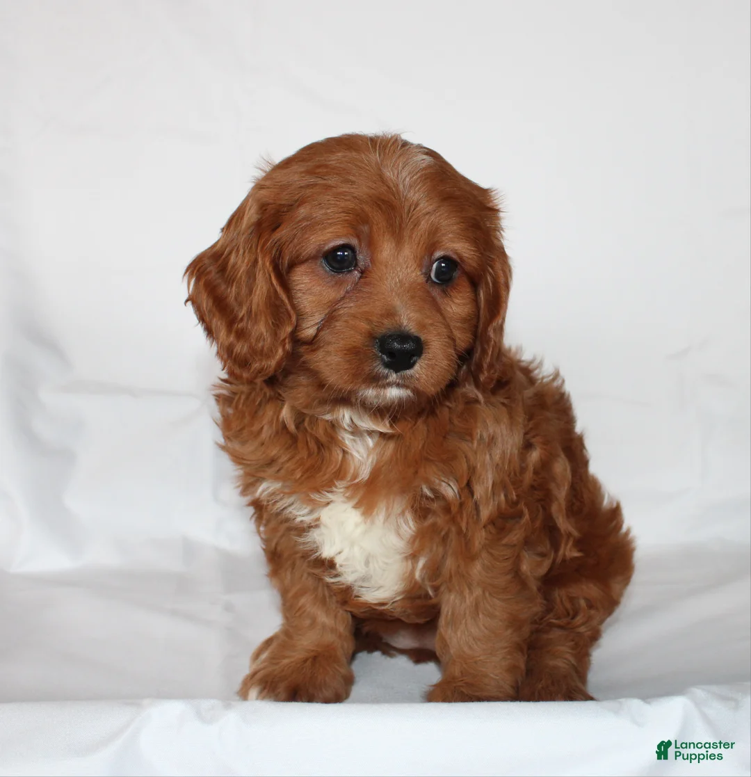 Cavapoo dogs for sale: Candy - Ad 1