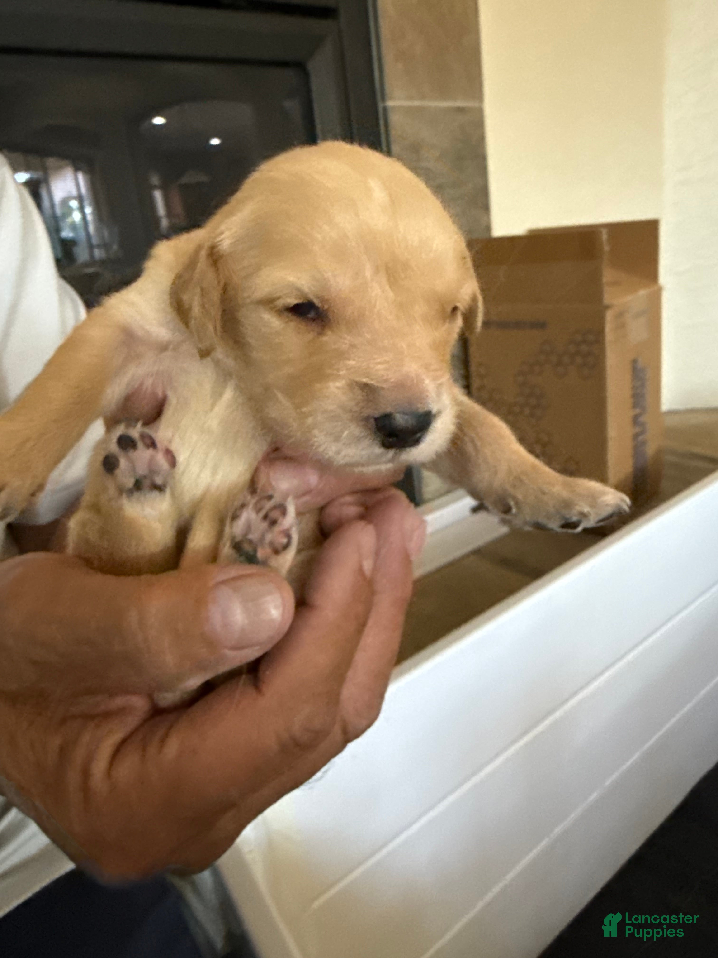 Golden Retriever dogs Golden Retriever Puppy 8 - Ad 20