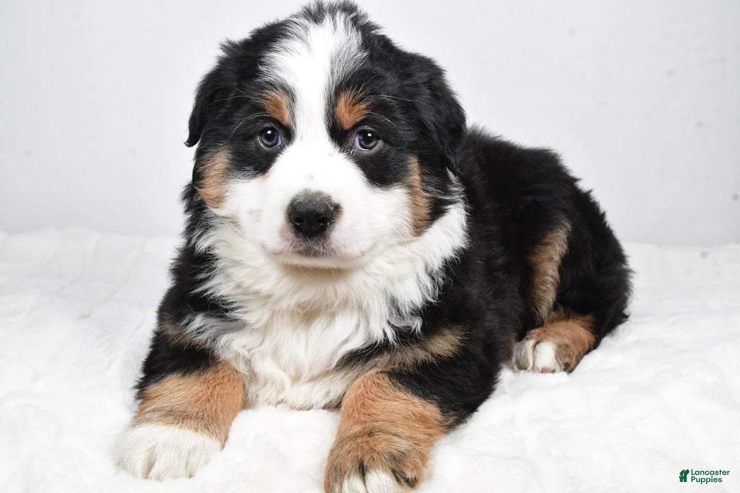 Australian Shepherd dogs for sale: Tommy - Ad 6