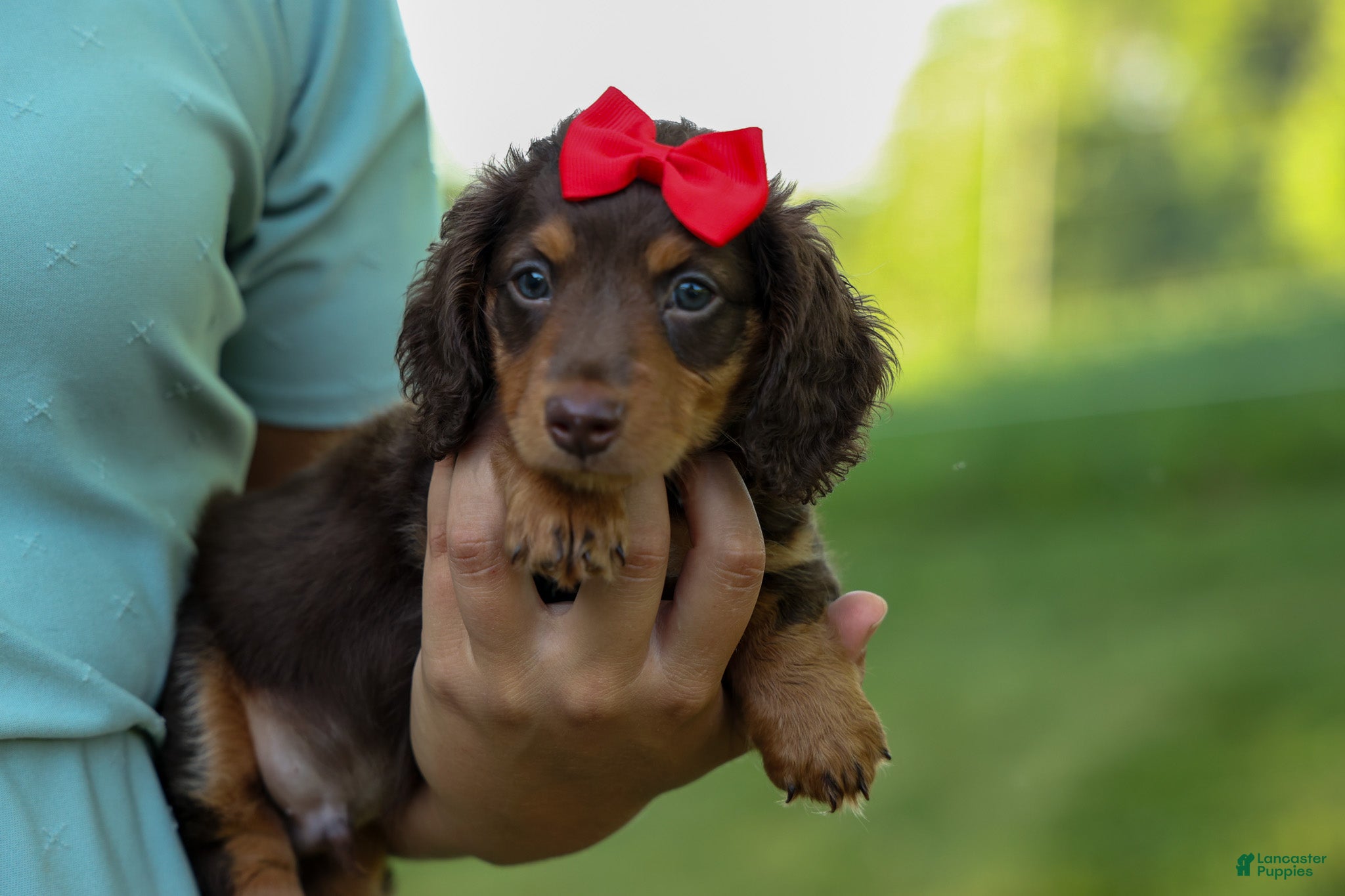 Miniature Dachshund dogs MURPHY - Ad 1