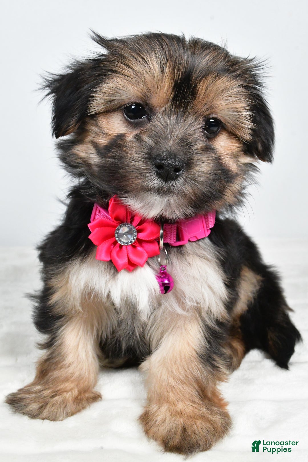 Morkie dogs for sale: Nila - Ad 4
