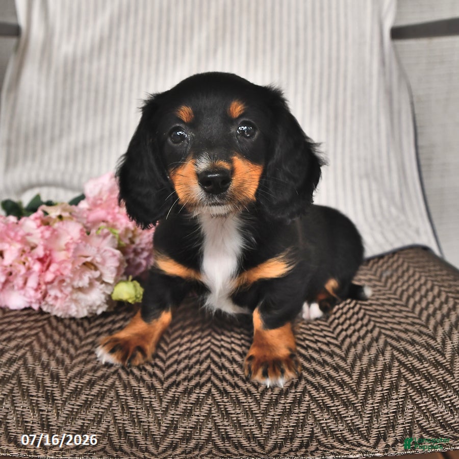 Miniature Dachshund dogs Kassie - Ad 2