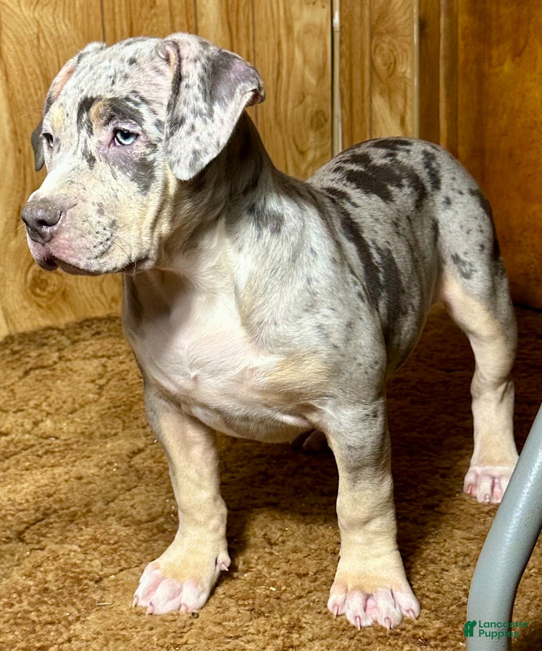 American Bully dogs for sale: Blue Moon - Ad 2