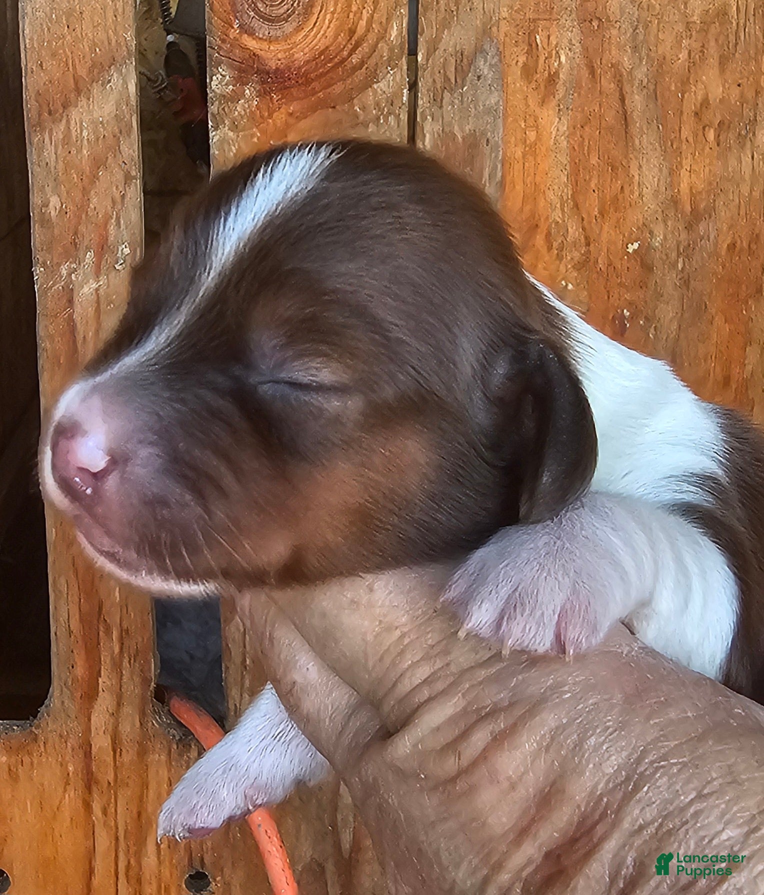 Miniature Dachshund dogs Faye Long-haired  - Ad 14