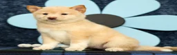 Shiba Inu dogs for sale: Krissy - Ad 5