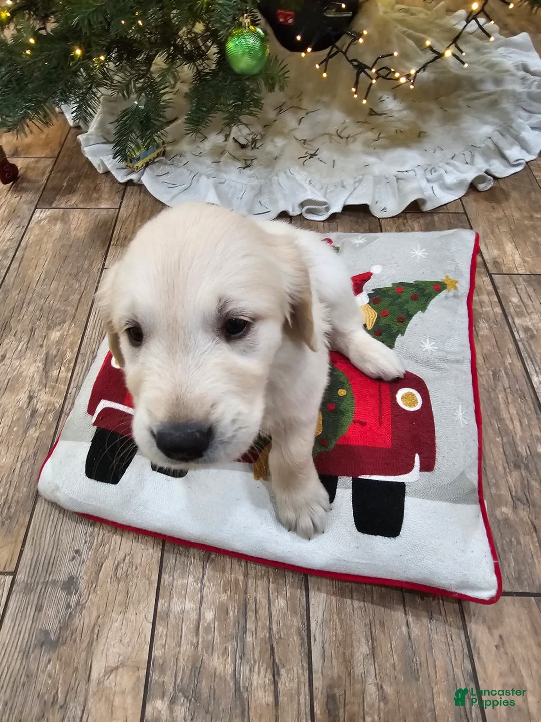 Golden Retriever dogs for sale: Golden Retriever Puppy 2 - Ad 6