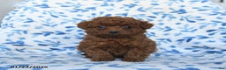 Cavapoo dogs for sale: Cinnamon - Ad 3