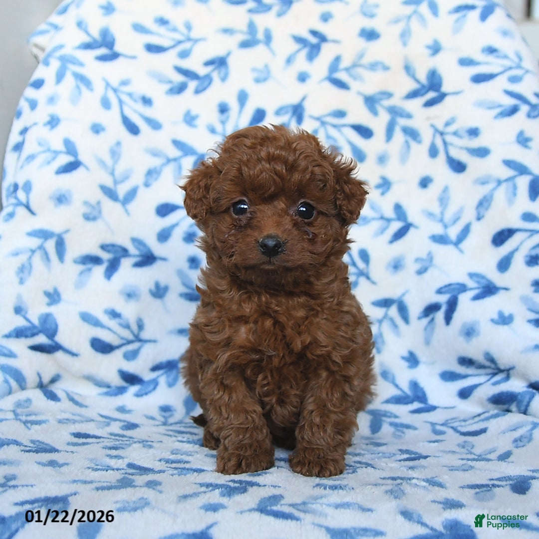 Cavapoo dogs for sale: Cinnamon - Ad 3