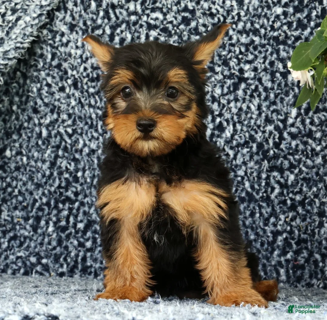 Yorkshire Terrier dogs for sale: Zeke - Ad 9