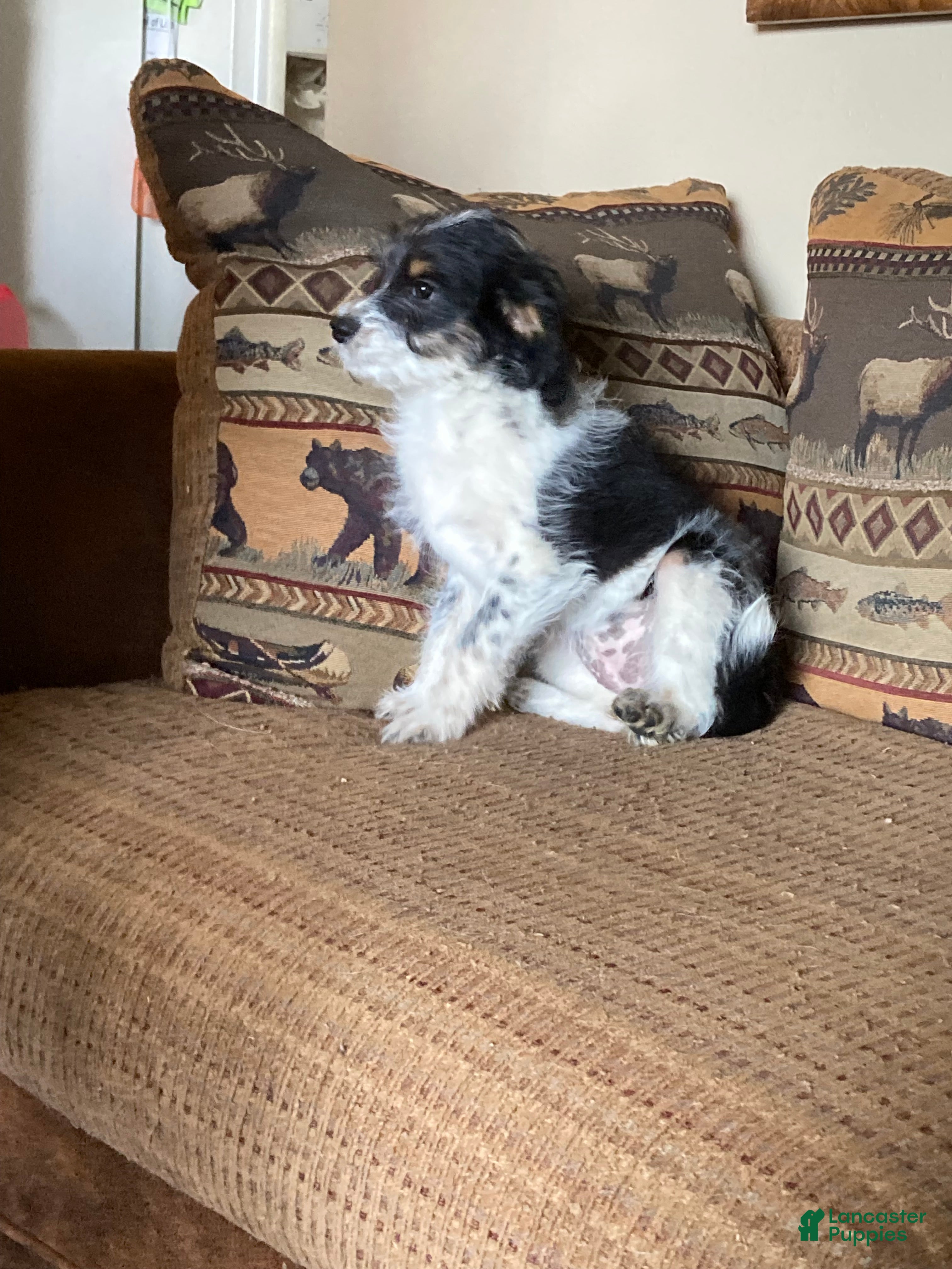 Mini Aussiedoodle dogs Miniature Aussiedoodle Sophie - Ad 2