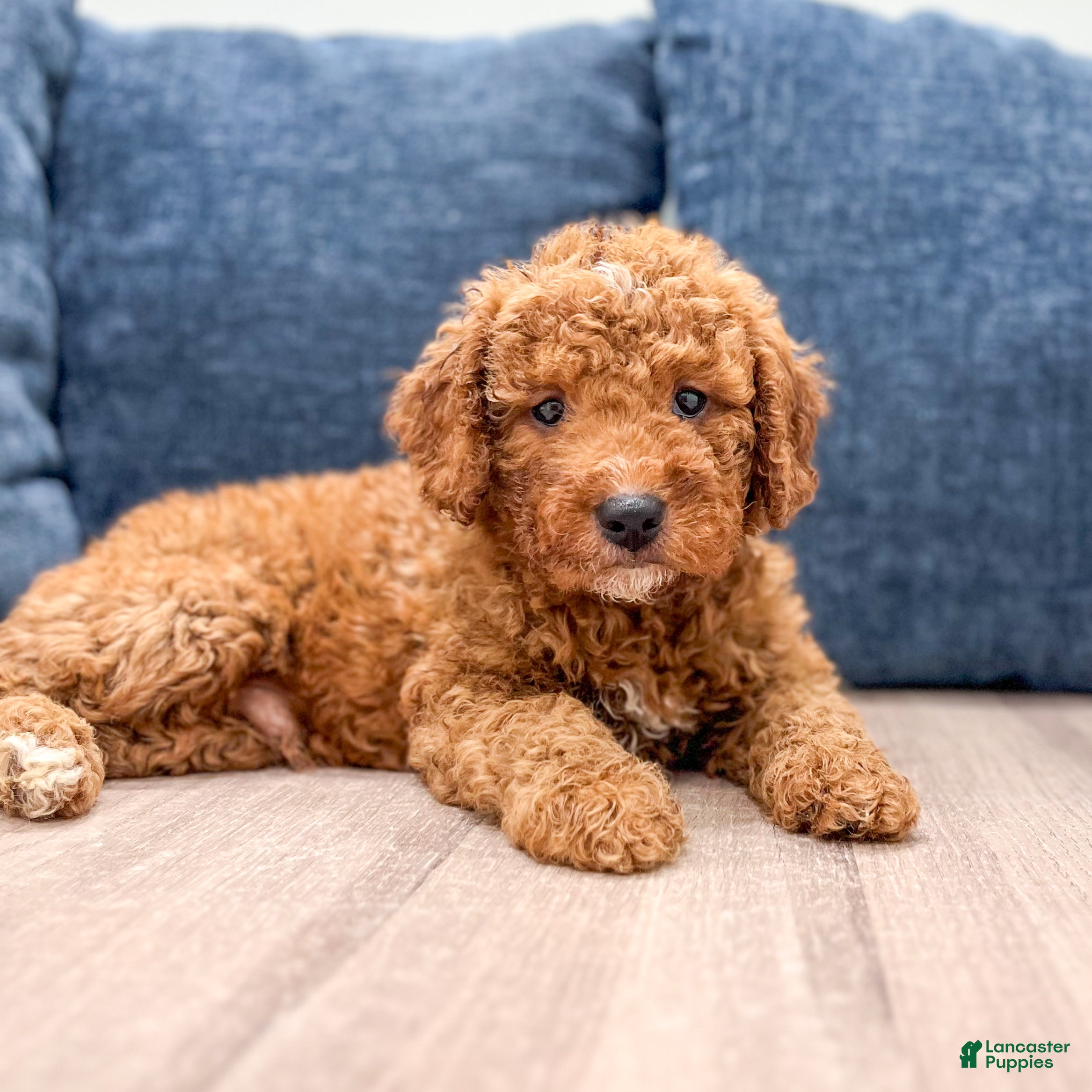 Mini Goldendoodle dogs Milo - Ad 2