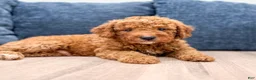 Mini Goldendoodle dogs for sale: Milo - Ad 2