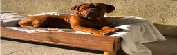 Dogue De Bordeaux dogs for sale: Dogue De Bordeaux Puppy 2 - Ad 3
