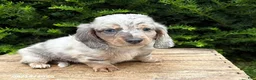 Dachshund dogs for sale: Jax - Ad 1