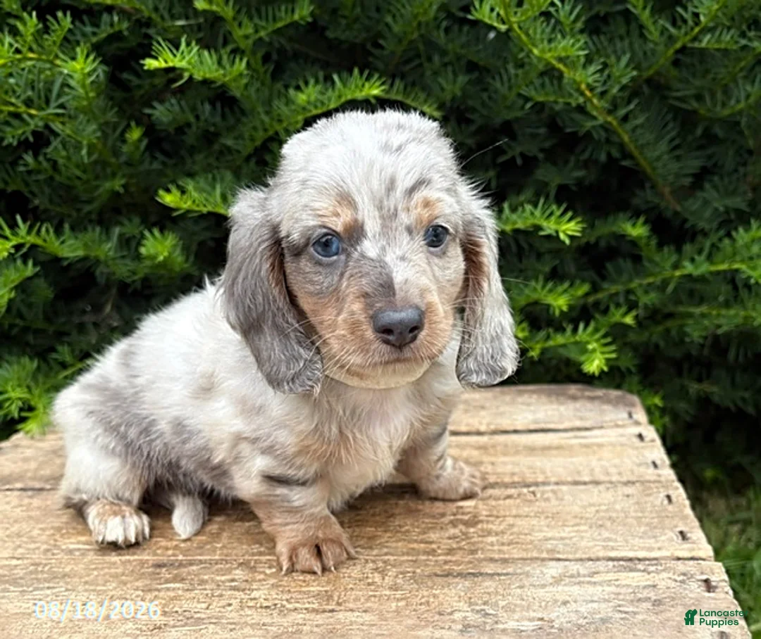 Dachshund dogs for sale: Jax - Ad 1