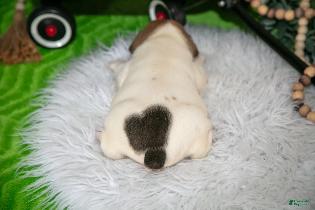 Mixed Breed dogs for sale: Max - Ad 4