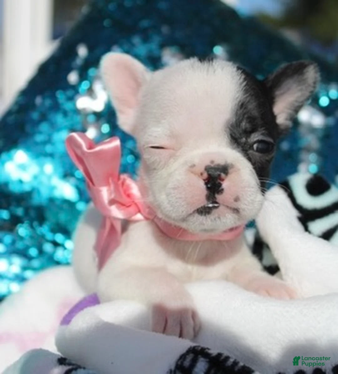 French Bulldog dogs for sale: Amber - Ad 1