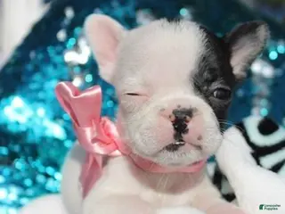 French Bulldog dogs Amber - Ad 4