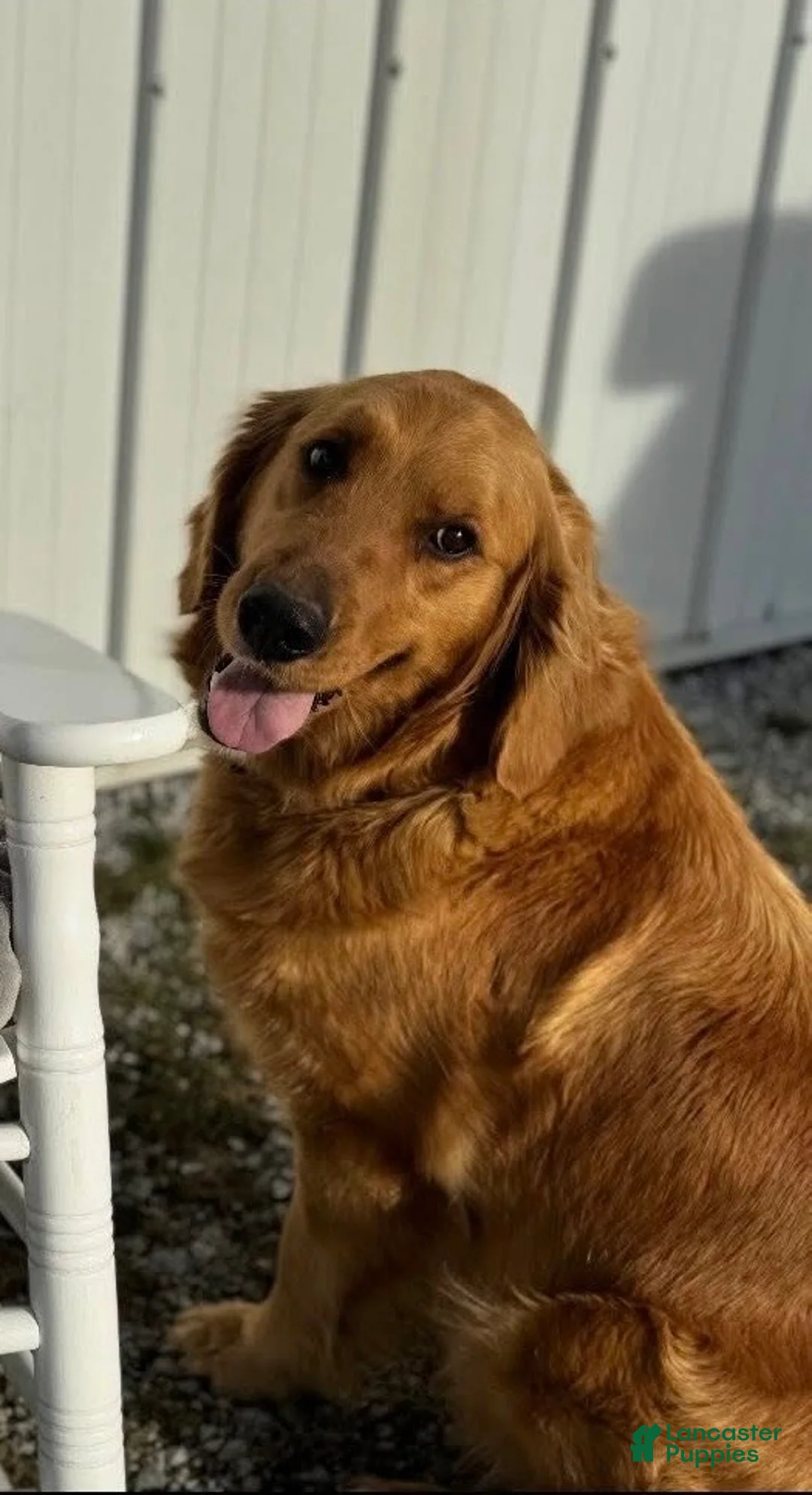 Mixed Breed dogs for sale: Golden Pyrenees- Green Collar Girl  - Ad 3