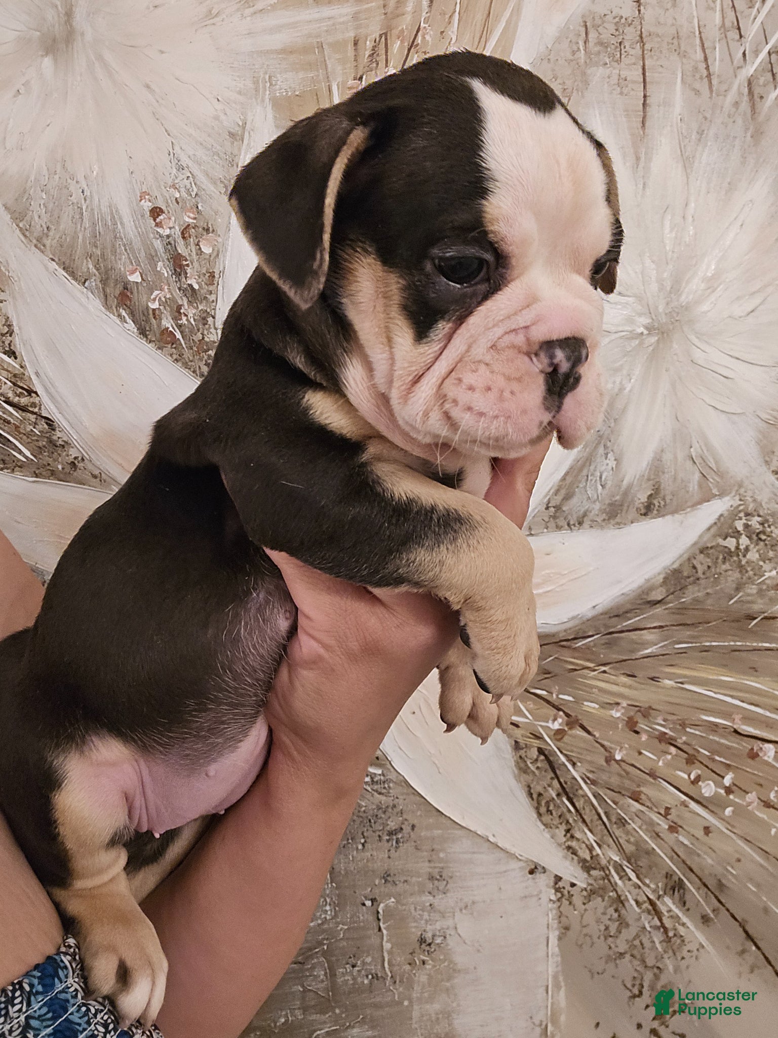 Olde English Bulldogge dogs Olde English Bulldogge Puppy 1 - Ad 1