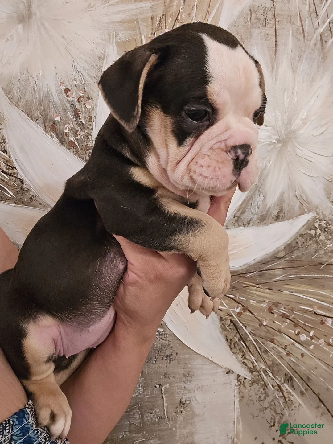 Olde English Bulldogge dogs for sale: Olde English Bulldogge Puppy 1 - Ad 1