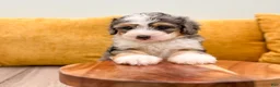 Mini Bernedoodle dogs for sale: Luca - Ad 7