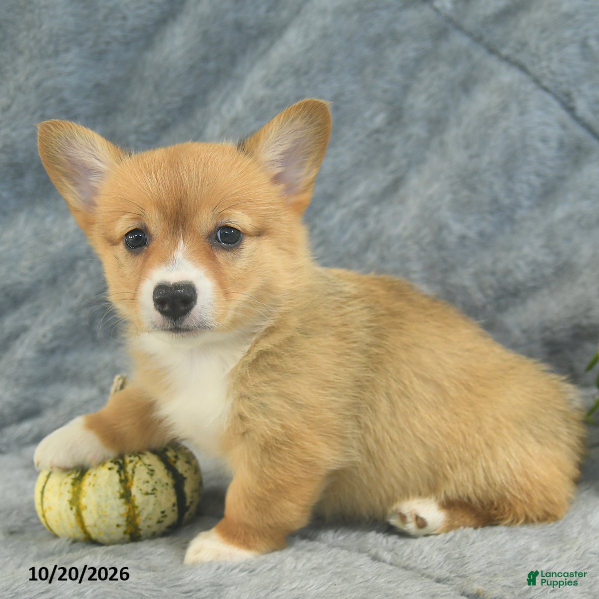 Welsh Corgi Pembroke dogs Mocha  - Ad 1