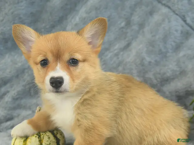 Welsh Corgi Pembroke dogs for sale: Mocha - Ad 1