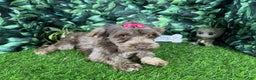 Havanese dogs for sale: Havanese Puppy 2 - Ad 4