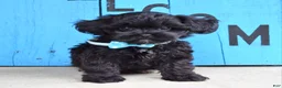 Shihpoo dogs for sale: Snickers  - Ad 6
