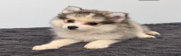 Pomsky dogs for sale: Drake - Ad 10