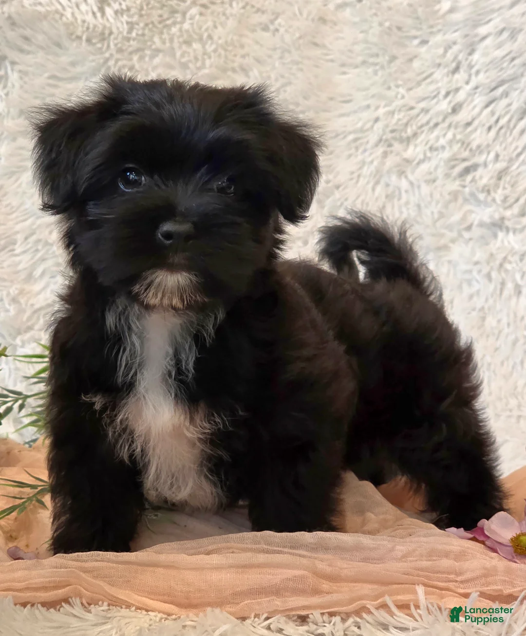 Morkie dogs for sale: Poppy - Ad 6