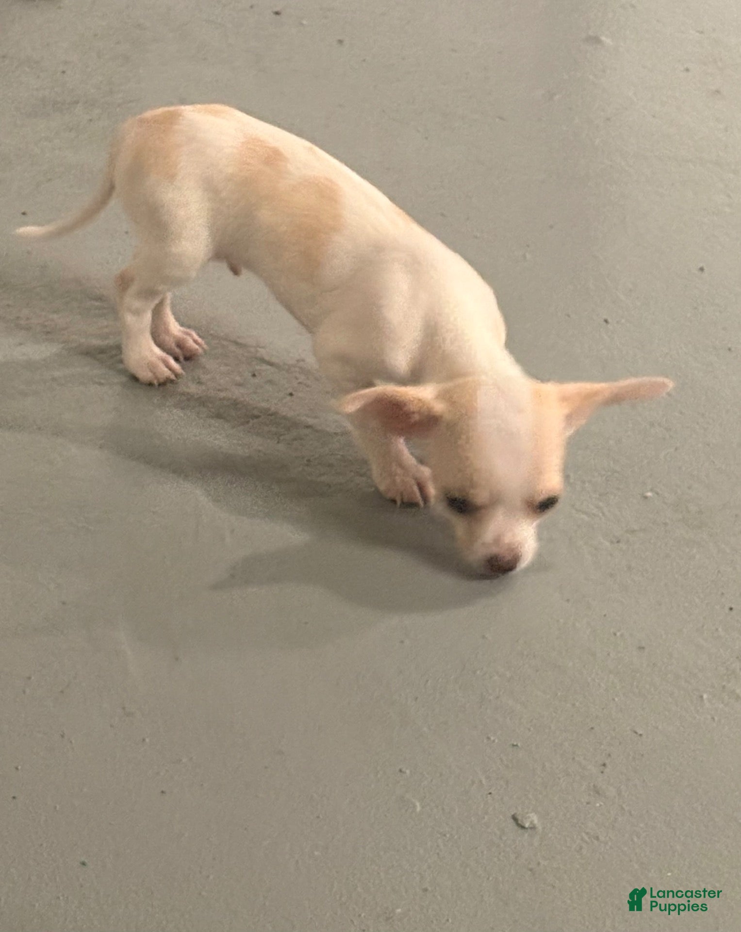 Chihuahua dogs for sale: Chihuahua 2 - Ad 3