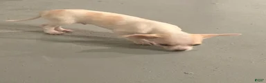 Chihuahua 2