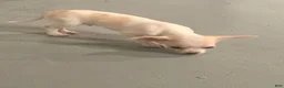 Chihuahua dogs for sale: Chihuahua 2 - Ad 1