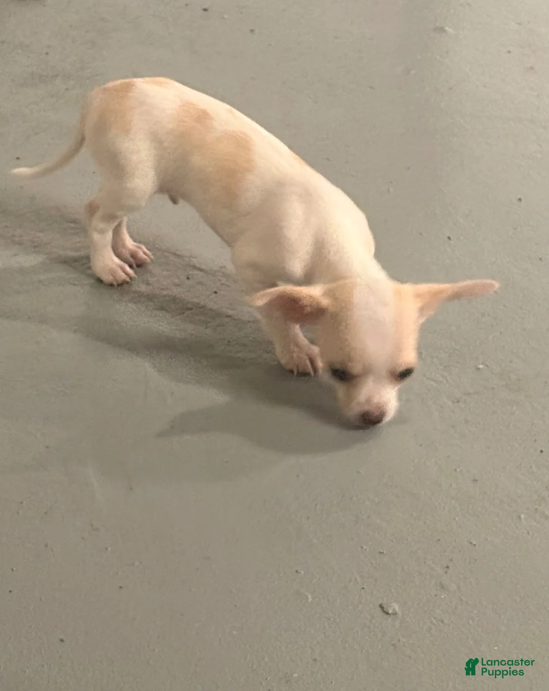 Chihuahua dogs for sale: Chihuahua 2 - Ad 1