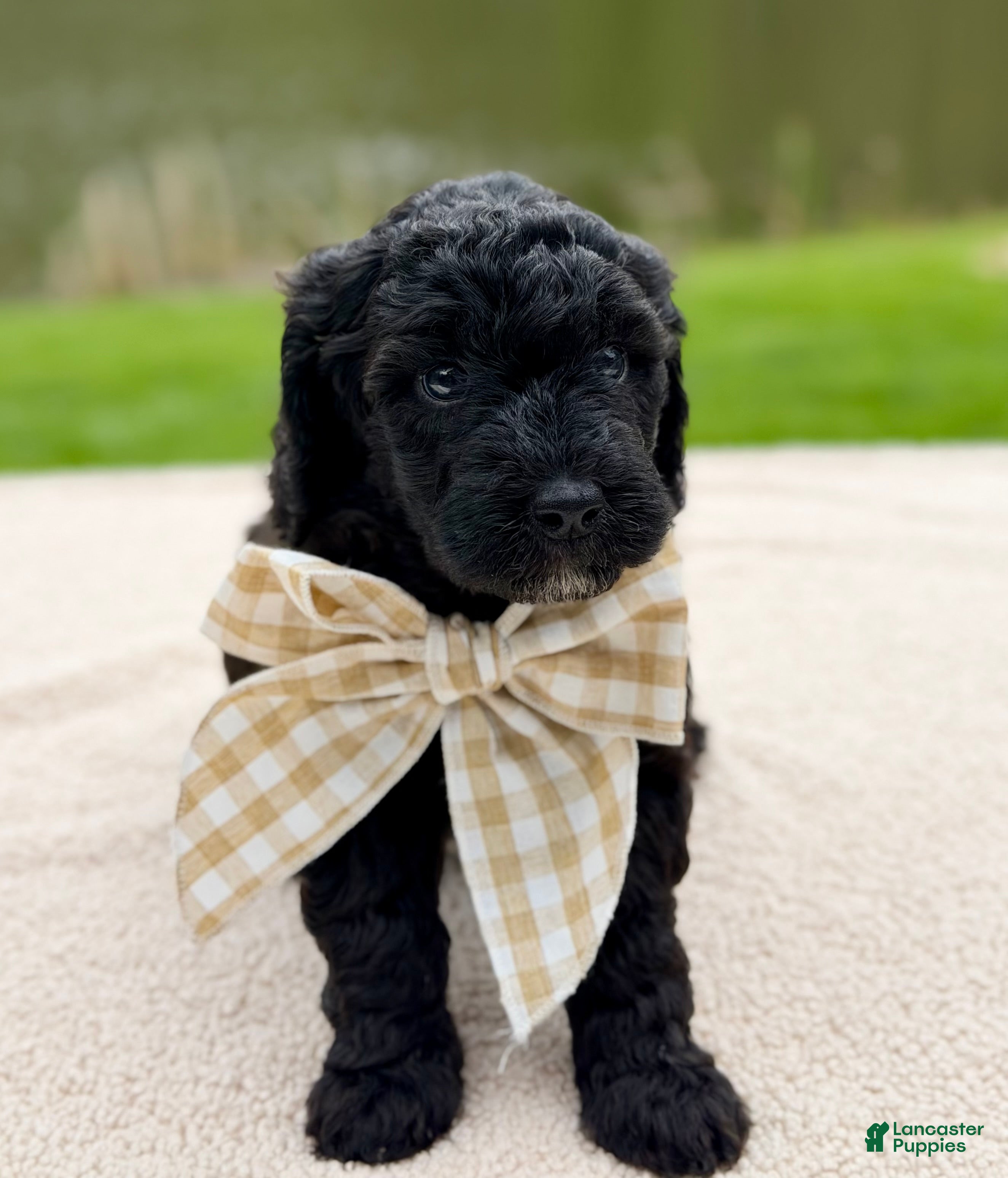 Goldendoodle dogs Willow  - Ad 2