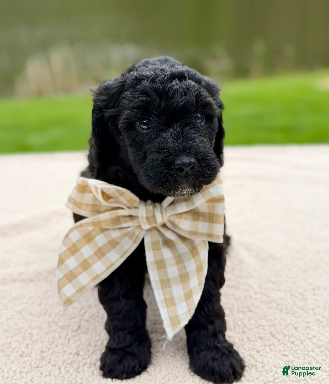 Goldendoodle dogs for sale: Willow  - Ad 2